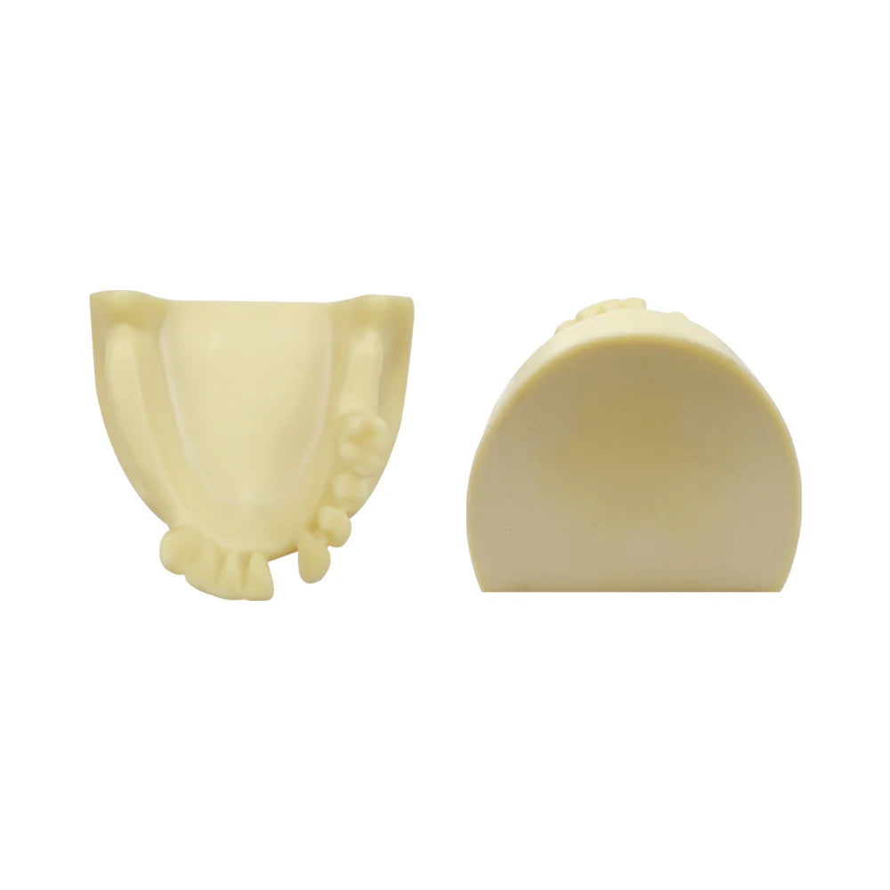 Maxillary Sinus & Implant Teaching Model (Soft Gum)
