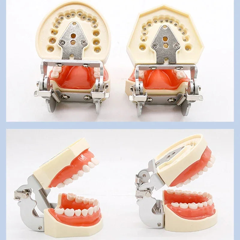 32-Tooth Soft Gum Typodont (Full Arch)