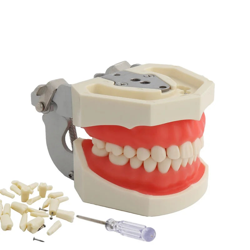 Typodont Practice Model with Removable Teeth