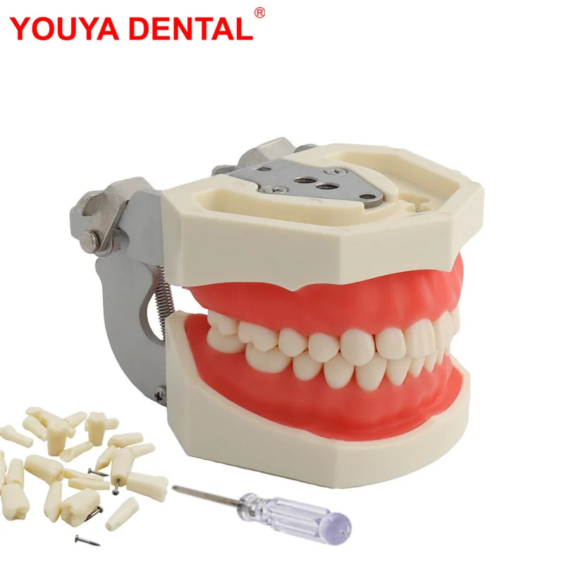 Typodont Practice Model with Removable Teeth