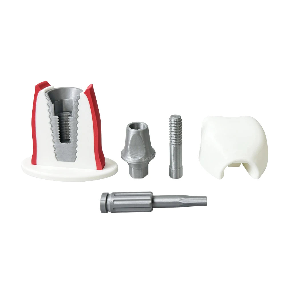 Detachable Implant Demonstration Model (Large)