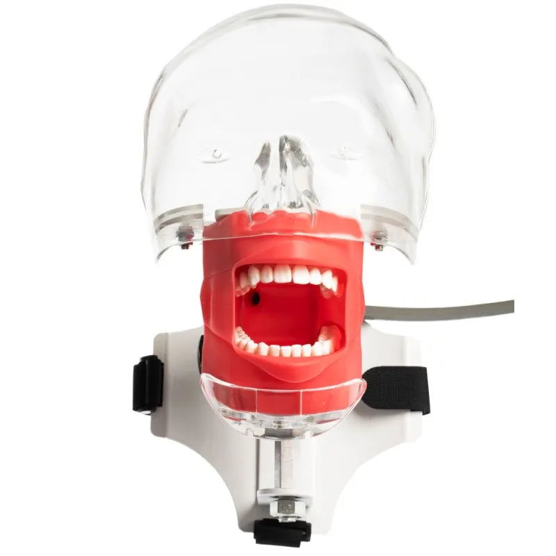 Dental Phantom Head Simulator with Typodont