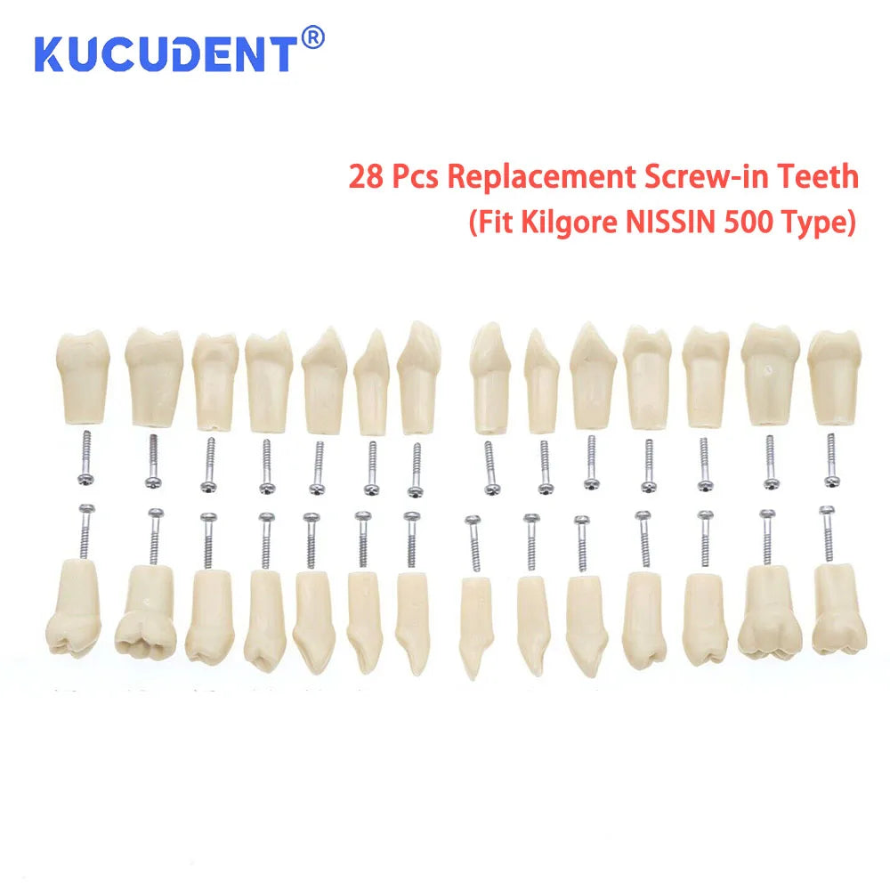 28/32 Pcs Typodont Replacement Teeth Screw-in Fit Kilgore NISSIN 200/500 Type Dental Removeable Dentist Teaching Training Model