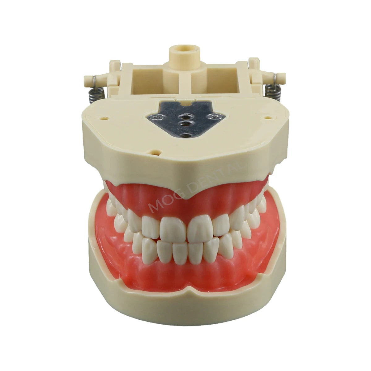 Dental Teeth Model Implant with Removable Dental Education Model for Dentistry Laboratory Demo Studying Dentistry Products Tool