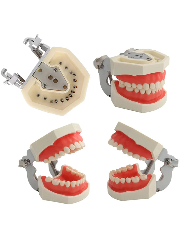Typodont Practice Model with Removable Teeth