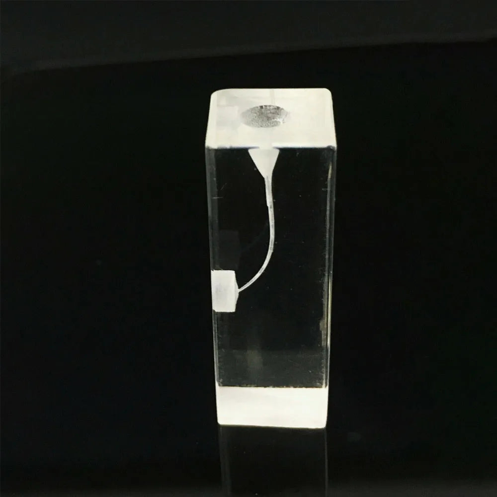 OLEVO Endo Teeth Dental Root Canal Practice Block Study Model RCT Pulp Cavity Training Clear Resin Demo Student Study Teaching