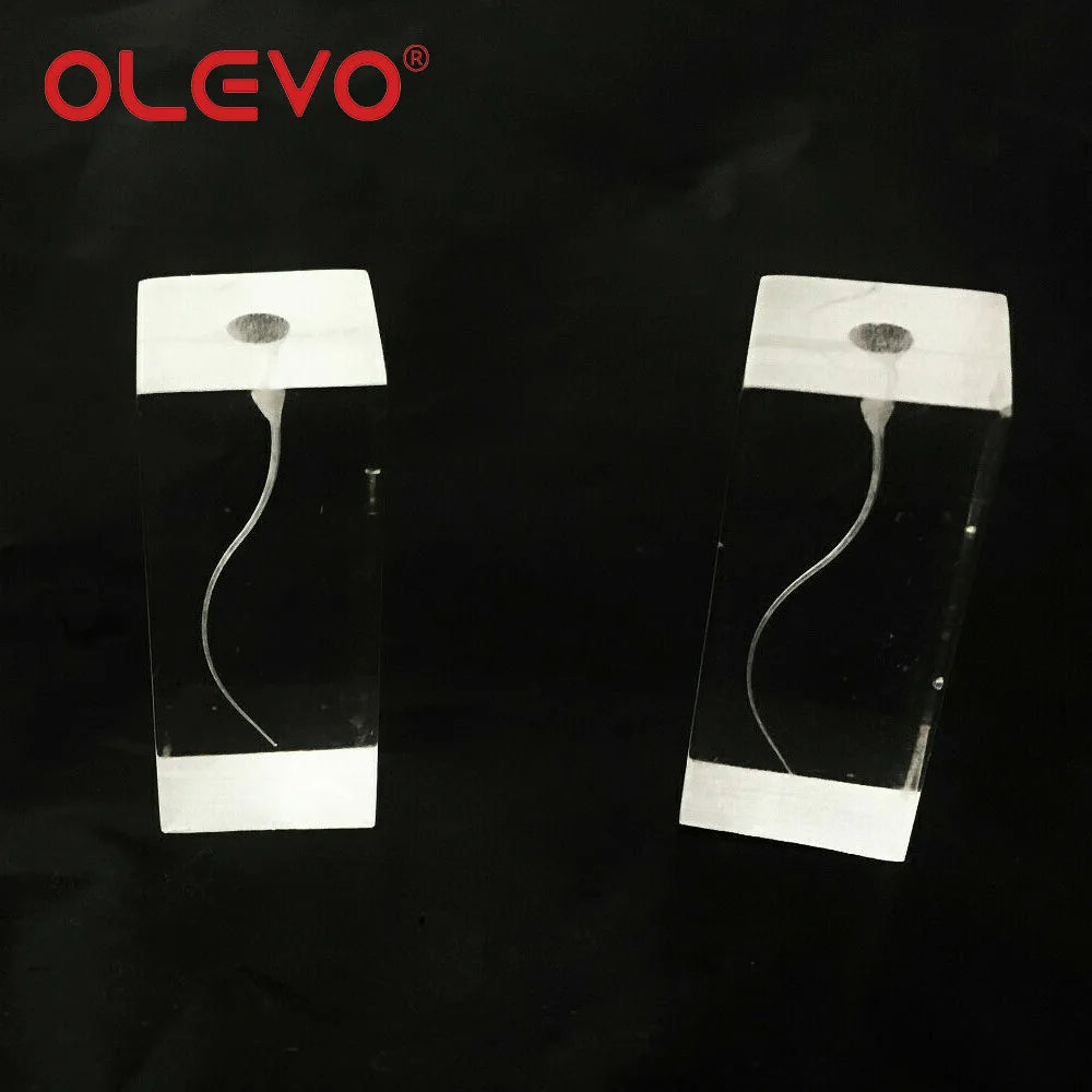 OLEVO Endo Teeth Dental Root Canal Practice Block Study Model RCT Pulp Cavity Training Clear Resin Demo Student Study Teaching