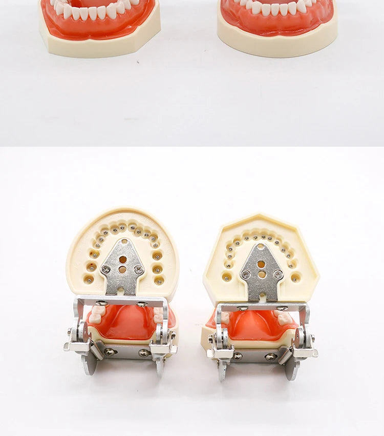 32-Tooth Soft Gum Typodont (Full Arch)