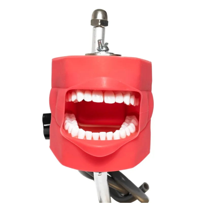 Dental Phantom Head Simulator with Typodont