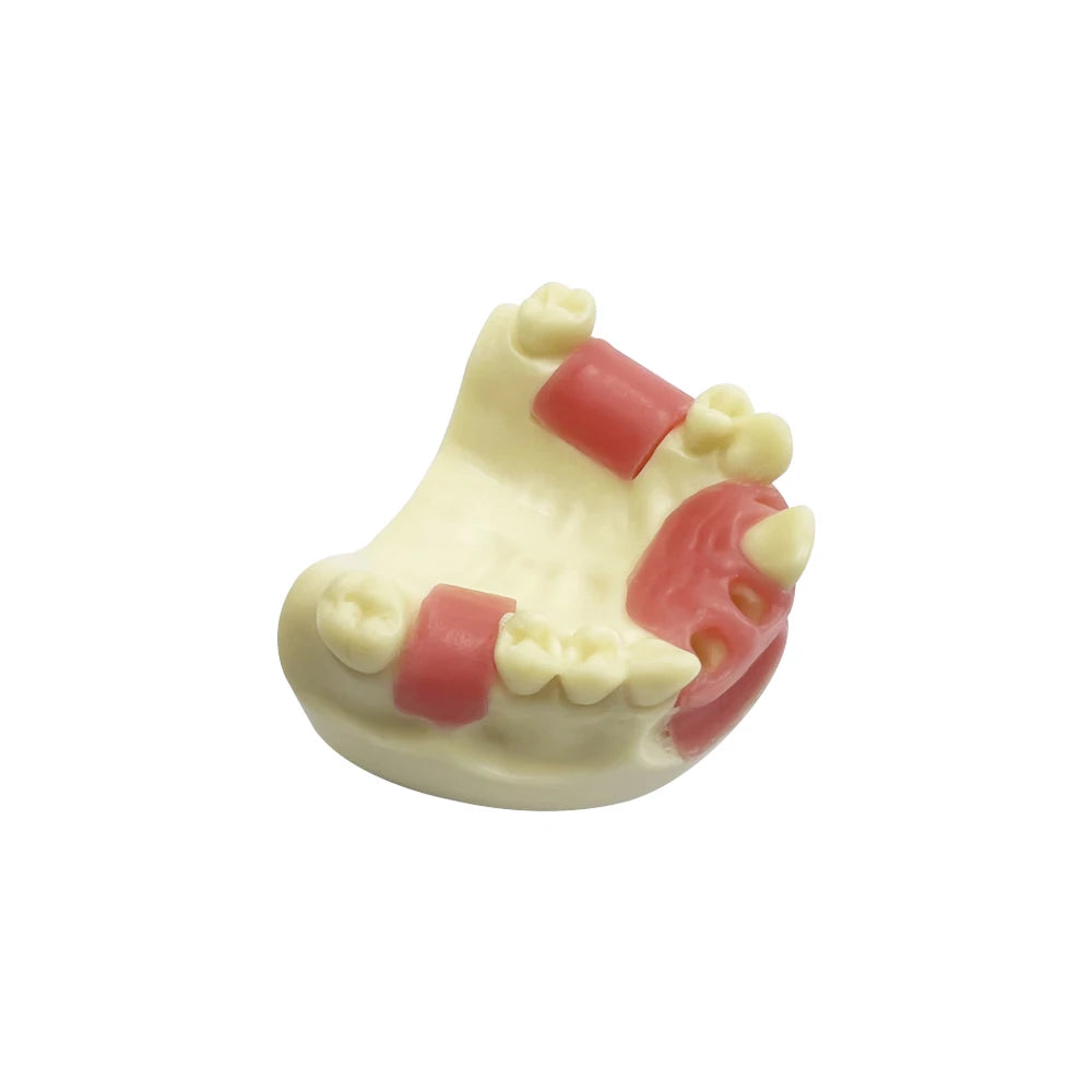 Maxillary Sinus & Implant Teaching Model (Soft Gum)