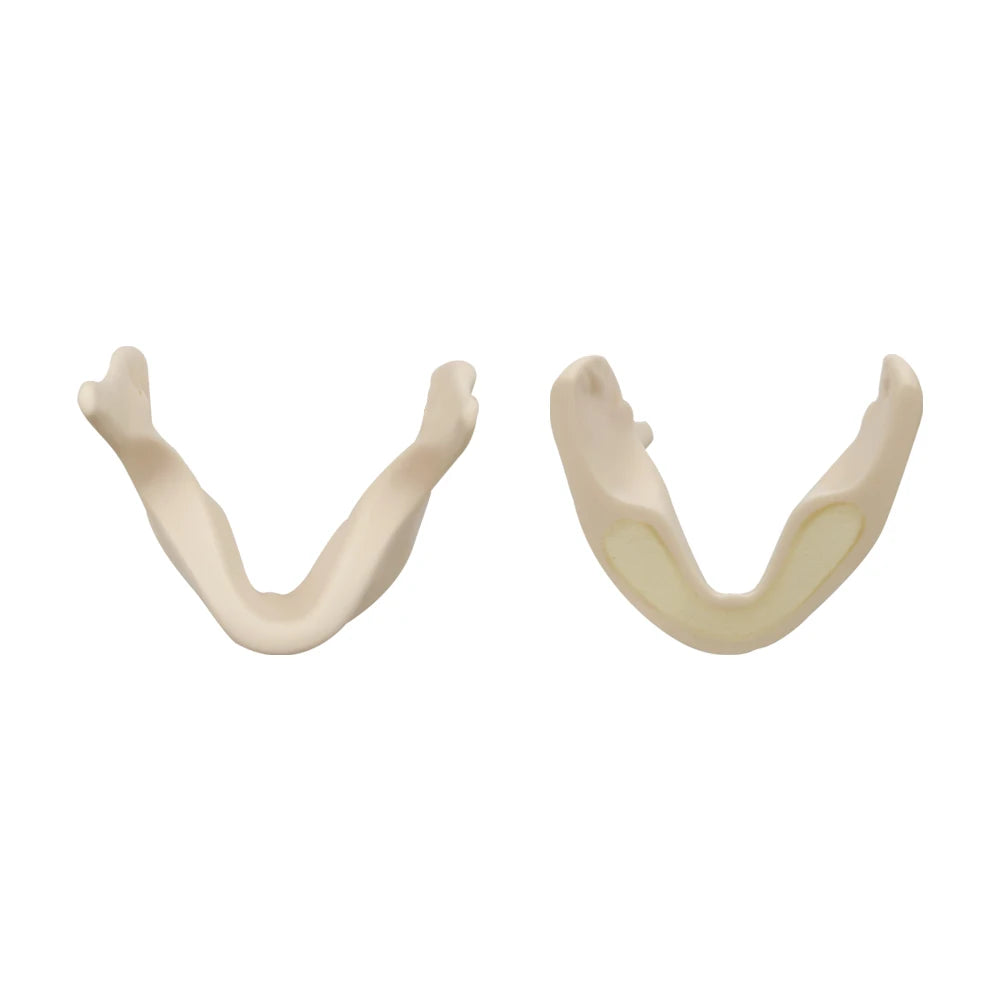Maxillary Sinus & Implant Teaching Model (Soft Gum)