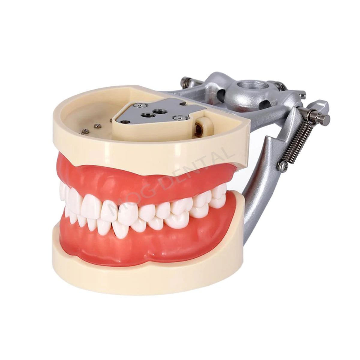 Dental Teeth Model Implant with Removable Dental Education Model for Dentistry Laboratory Demo Studying Dentistry Products Tool