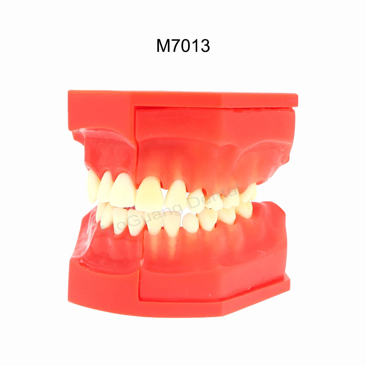 Dental Teeth Model Implant with Removable Dental Education Model for Dentistry Laboratory Demo Studying Dentistry Products Tool