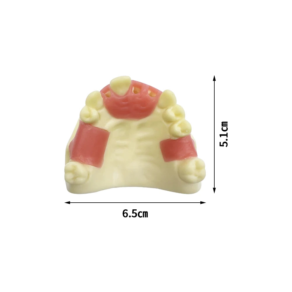 Maxillary Sinus & Implant Teaching Model (Soft Gum)