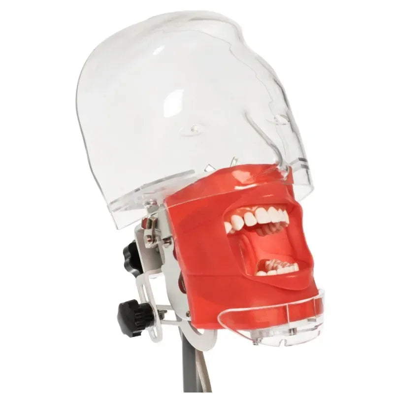 Dental Phantom Head Simulator with Typodont