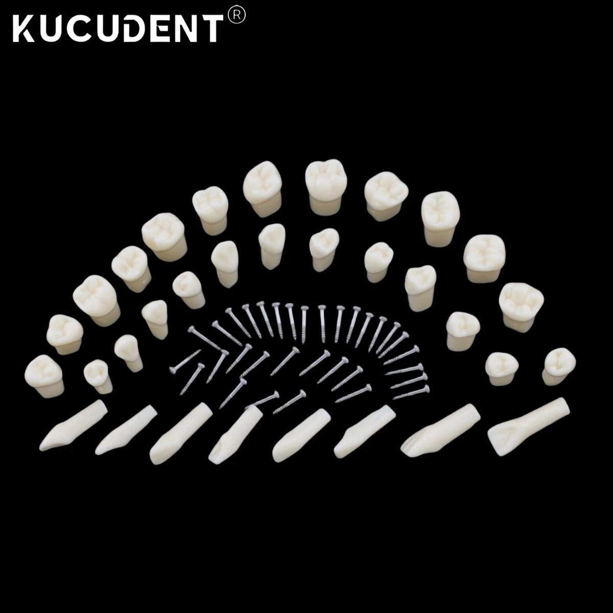 Dental Teeth Model Replacement Typodont Screw-in Teeth fit NISSIN 500/200 Type Models Resin Denture Removeable Dentist Training
