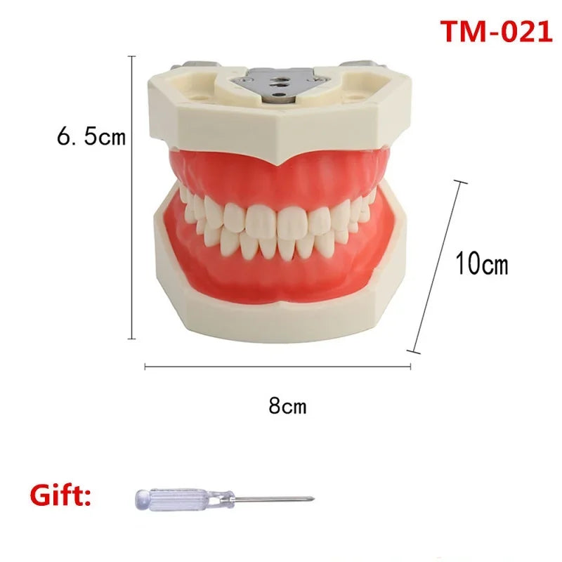 Typodont Practice Model with Removable Teeth
