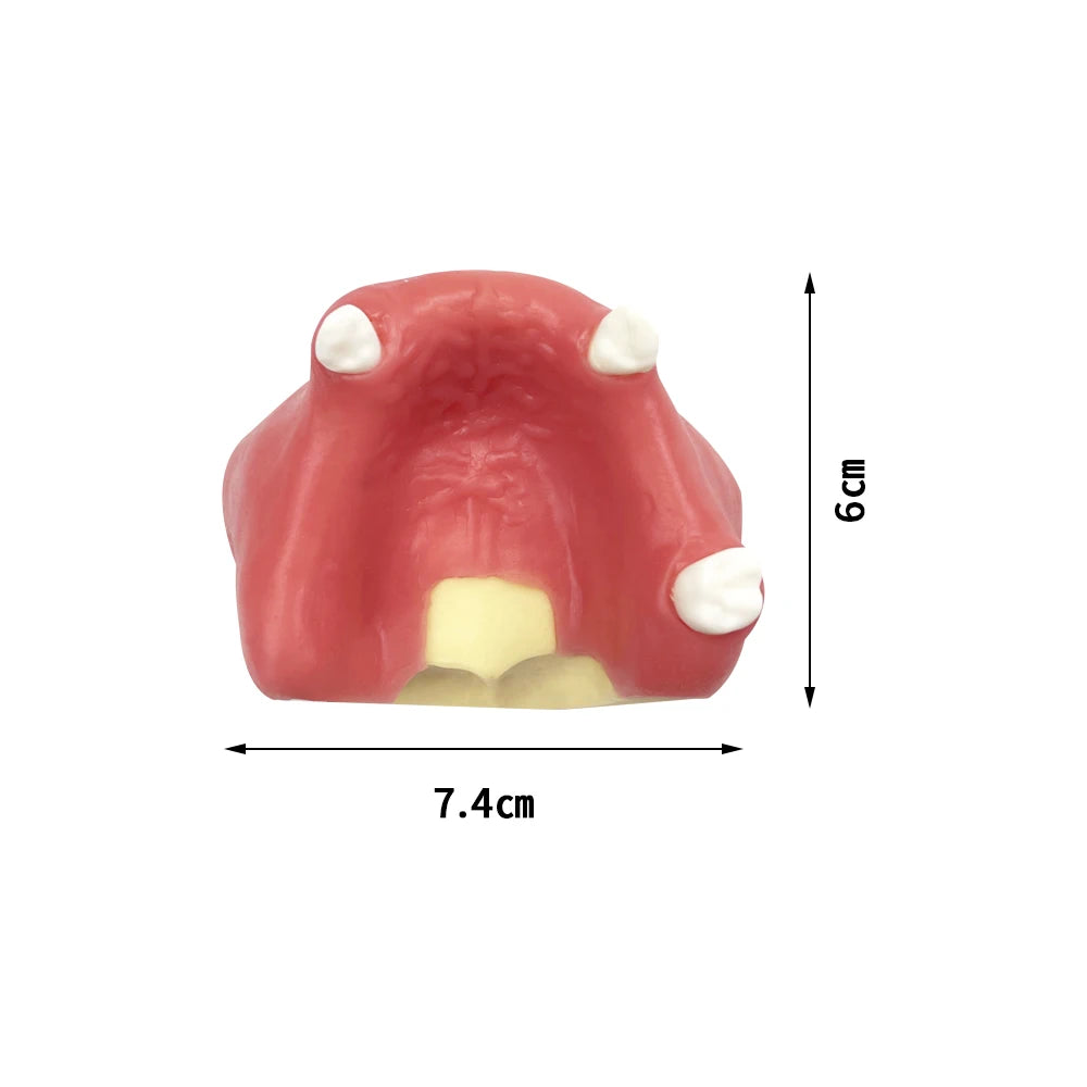 Maxillary Sinus & Implant Teaching Model (Soft Gum)