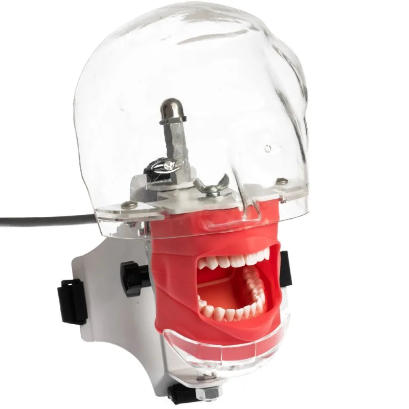 Dental Phantom Head Simulator with Typodont