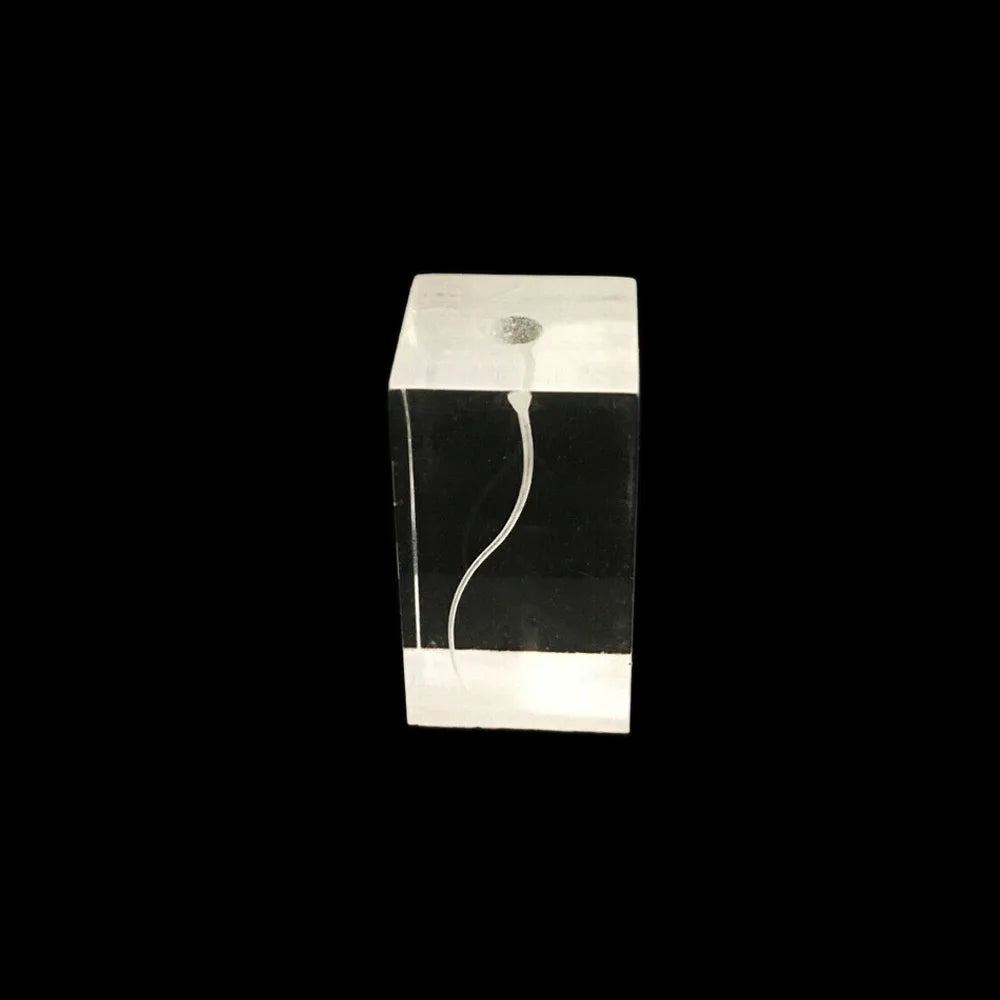 OLEVO Endo Teeth Dental Root Canal Practice Block Study Model RCT Pulp Cavity Training Clear Resin Demo Student Study Teaching